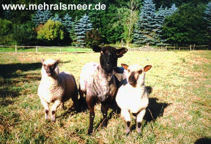 unsere Schafe geh&ouml;ren auch dazu